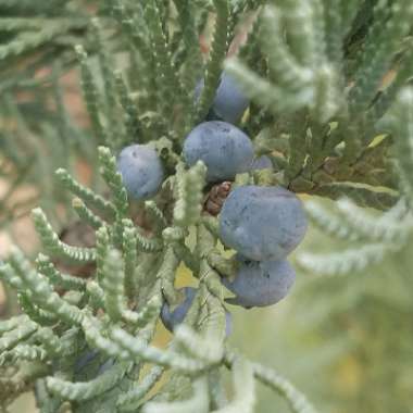 Juniperus communis 'Compressa'