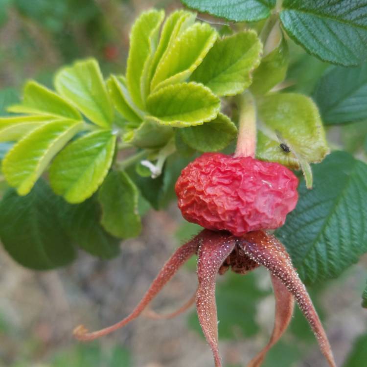 Plant image Rosa rugosa 'Pink'