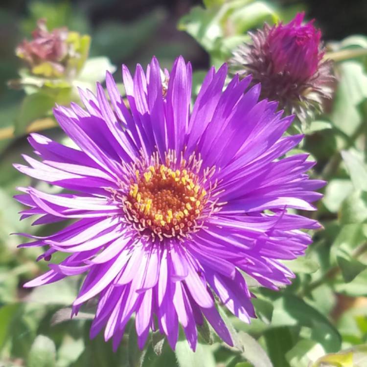 Plant image Aster novae-angliae 'Purple Dome'