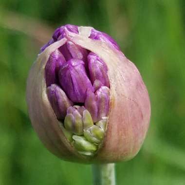 Allium hollandicum 'Purple Sensation' syn. Allium 'Purple Sensation', Allium aflatunense 'Purple Sensation'