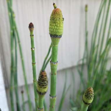 Equisetum arvense