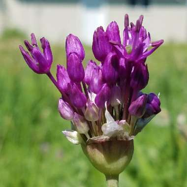 Allium hollandicum 'Purple Sensation' syn. Allium 'Purple Sensation', Allium aflatunense 'Purple Sensation'