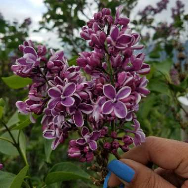 Syringa vulgaris 'Sensation'