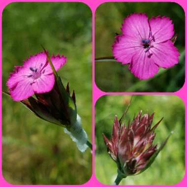 Dianthus carthusianorum