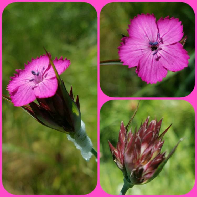 Plant image Dianthus carthusianorum