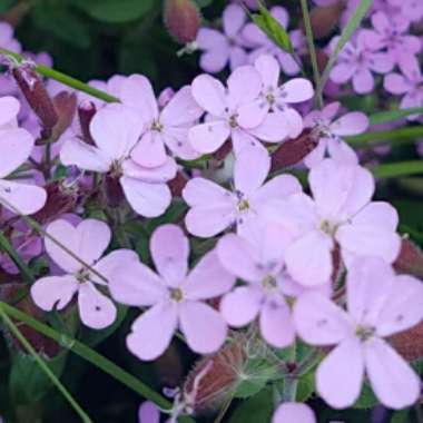 Saponaria ocymoides syn. Silene ocymoides