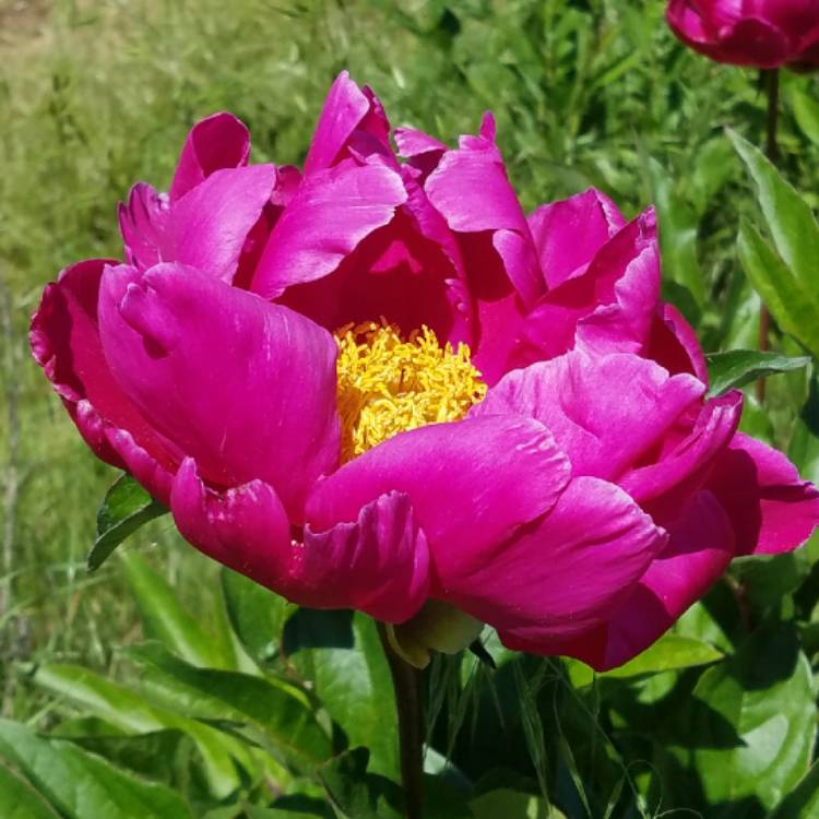 Paeonia officinalis 'Rubra Plena', Peony 'Rubra Plena' (Herbaceous ...