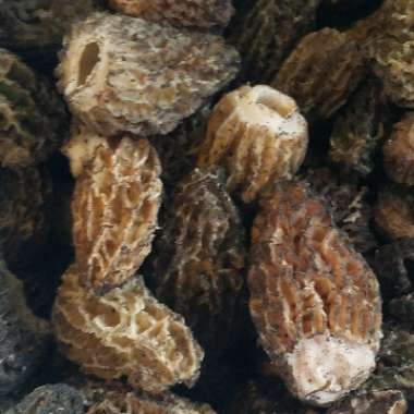 Morchella