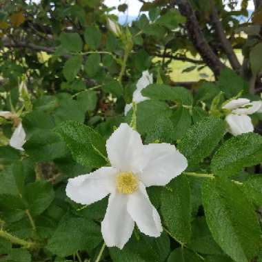 Rosa rugosa 'Alba'