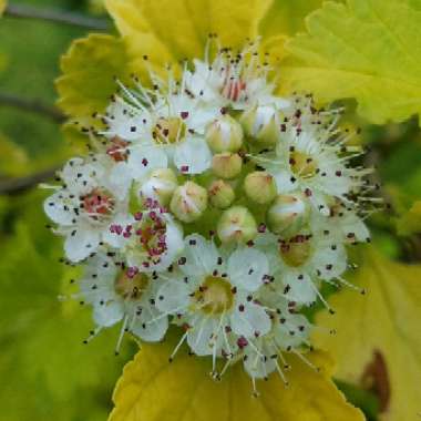 Physocarpus opulifolius 'Dart's Gold'