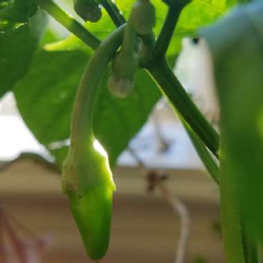 Capsicum Annuum 'Hot Banana'