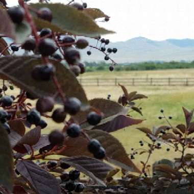 Prunus Virginiana