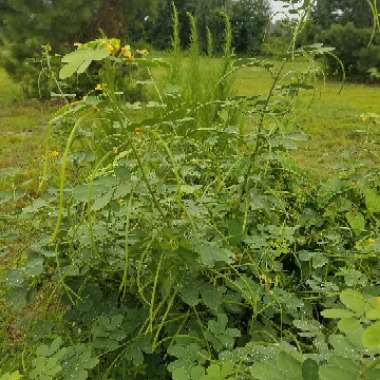 Senna obtusifolia syn. Cassia humilis