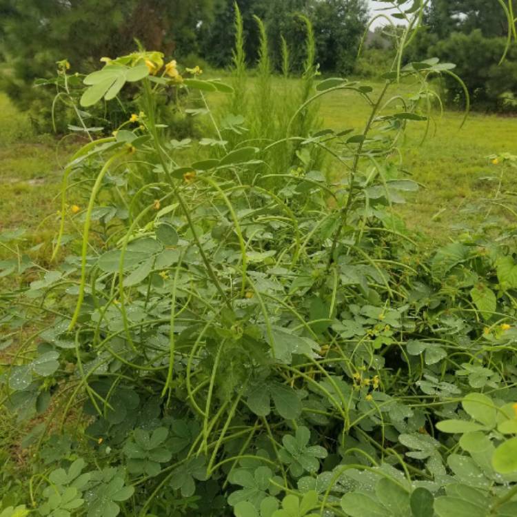 Senna obtusifolia syn. Cassia humilis, Sickle Pod - uploaded by @SikoMa