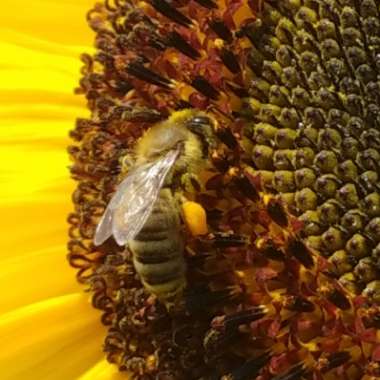 Helianthus annuus