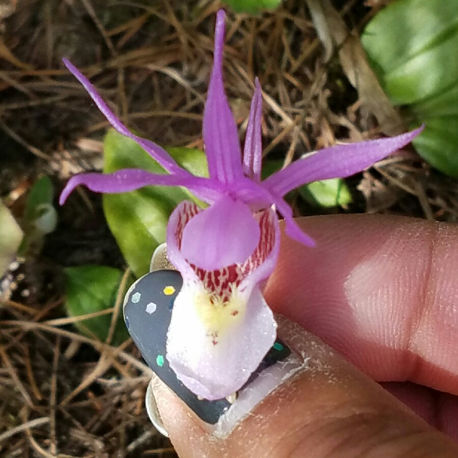 Calypso Bulbosa syn. Cytherea bulbosa