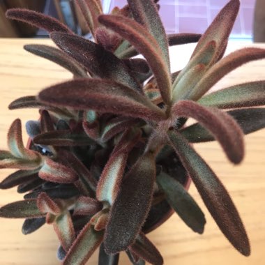 Panda Plant 'Chocolate Soldier'