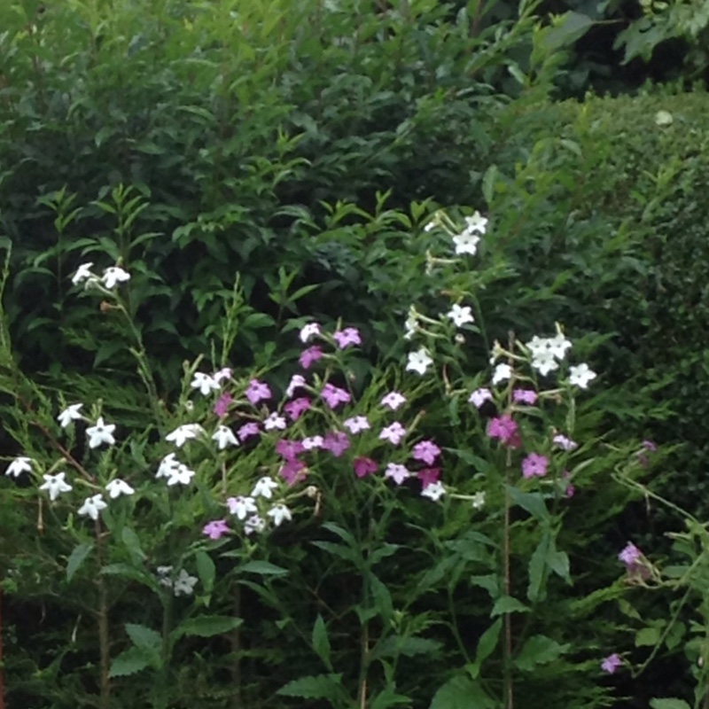 Plant image Nicotiana x sanderae 'Eau de Cologne Mix'