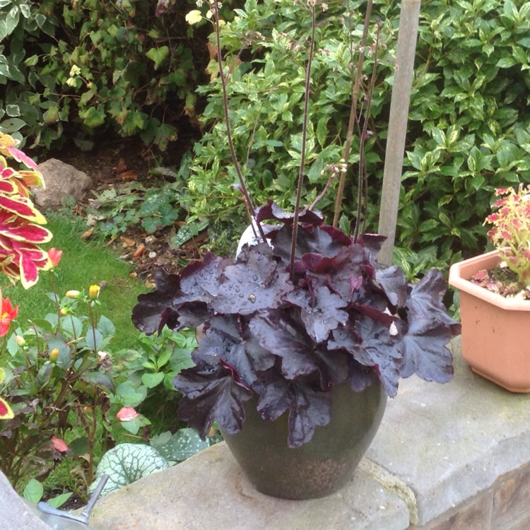 Plant image Heuchera 'Obsidian Coral bells'