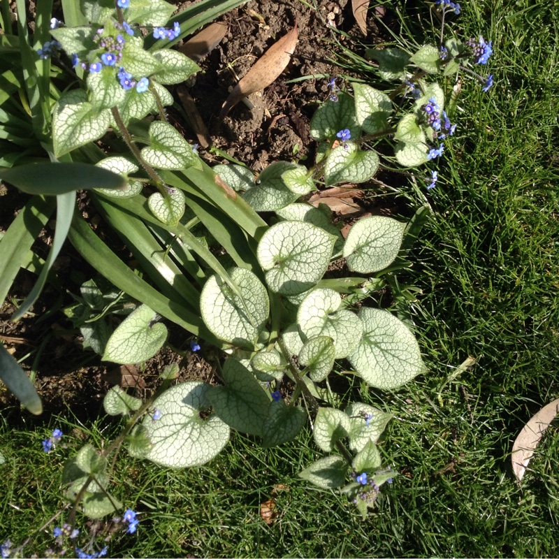 Plant image Brunnera