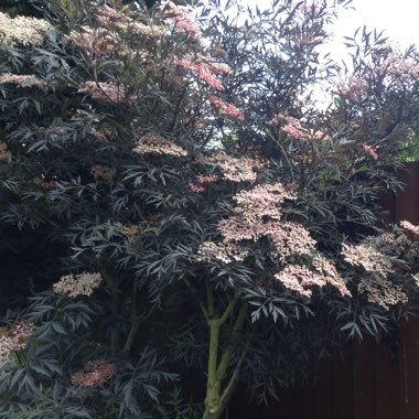 Elder 'Black Lace'