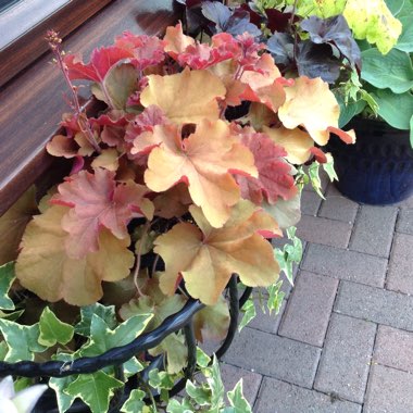 Alumroot 'Obsidian Coral bells'