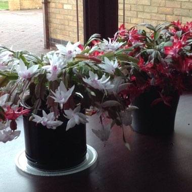 Christmas Cactus