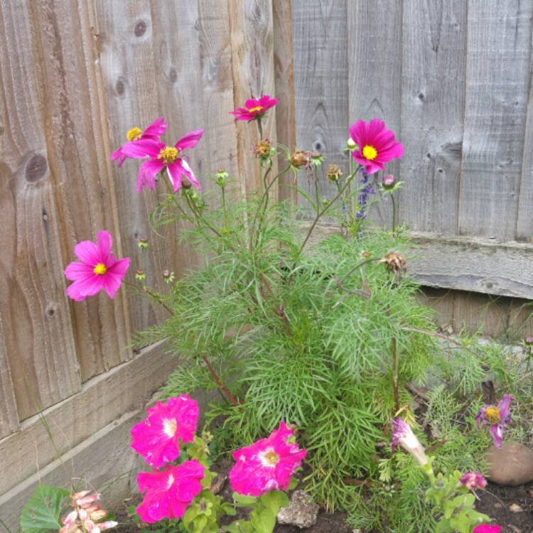 Plant image Cosmos Bipinnatus 'Casanova Red'