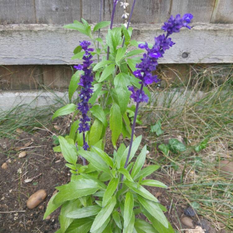 Plant image Salvia farinacea 'Victoria Blue'