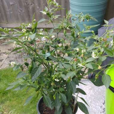 Chilli Pepper 'Apache'