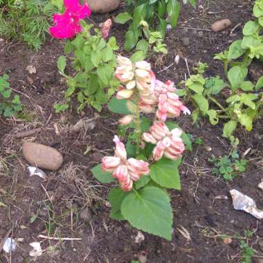 Salvia 'Vista Mix'