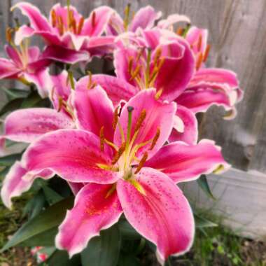 Lily 'Starlight Express' (Oriental)