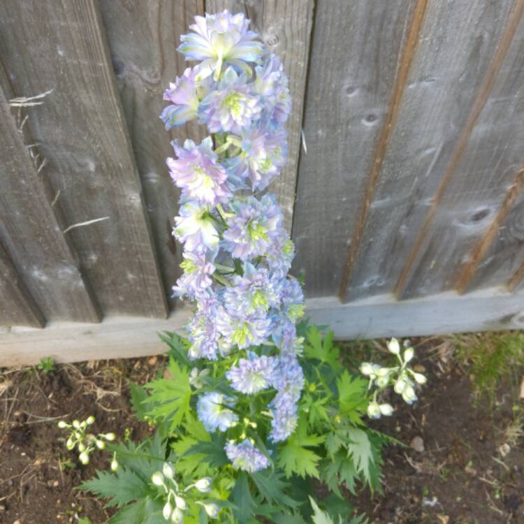 Plant image Delphinium 'Highlander Cha Cha'