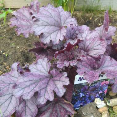 Alumroot 'Forever Purple'