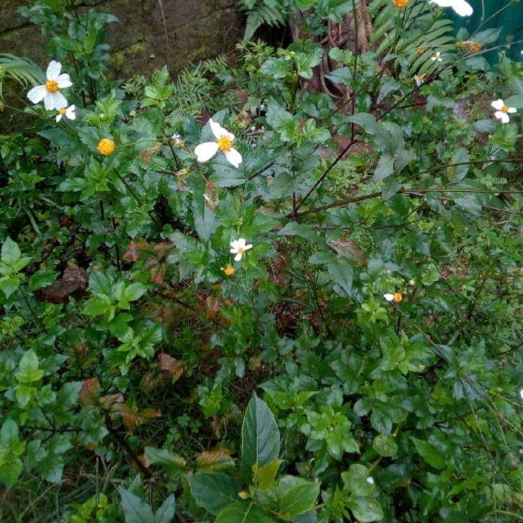 Plant image Bidens alba