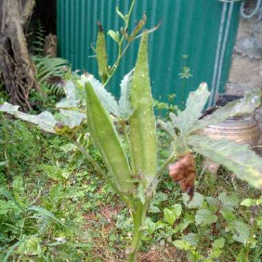 Okra