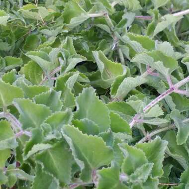 Coleus amboinicus  syn. Plectranthus amboinicus