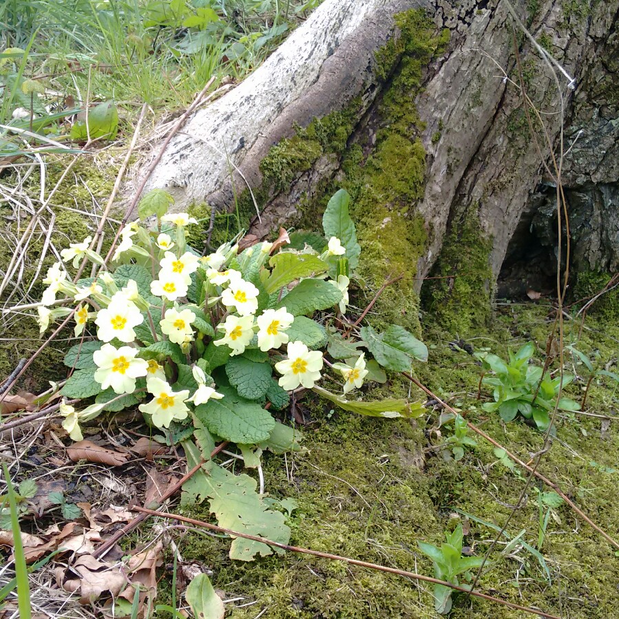 Cowslip