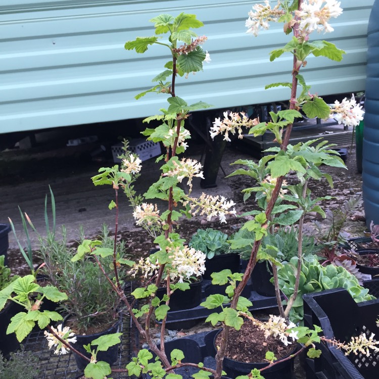 Plant image Ribes sanguineum 'Ubric' syn. Ribes sanguineum 'White Icicle'