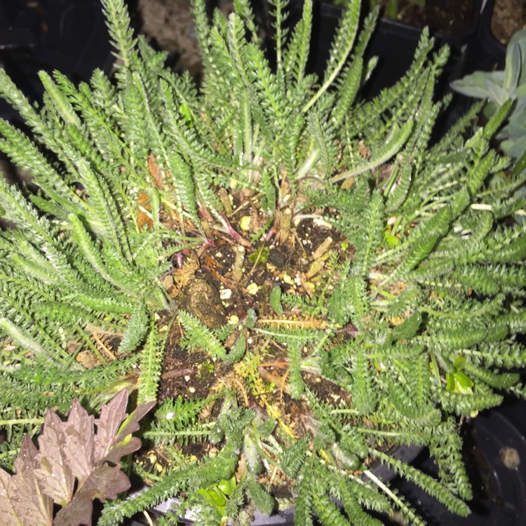 Plant image Achillea 'Desert Eve' series