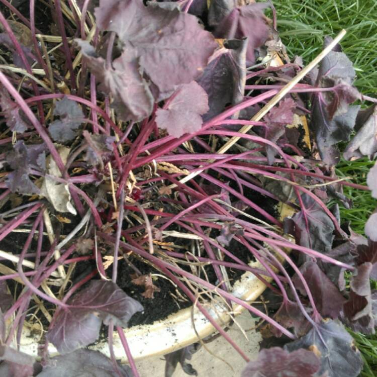 Plant image Heuchera 'Liquorice'