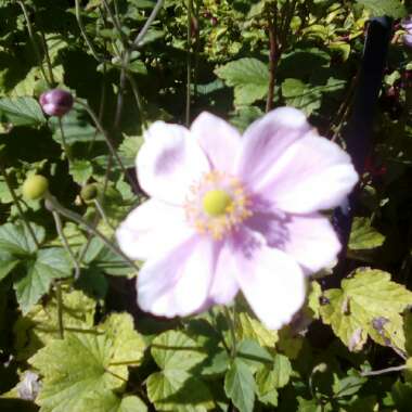 Japanese Anemone