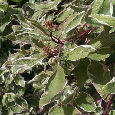 Variegated Siberian Dogwood