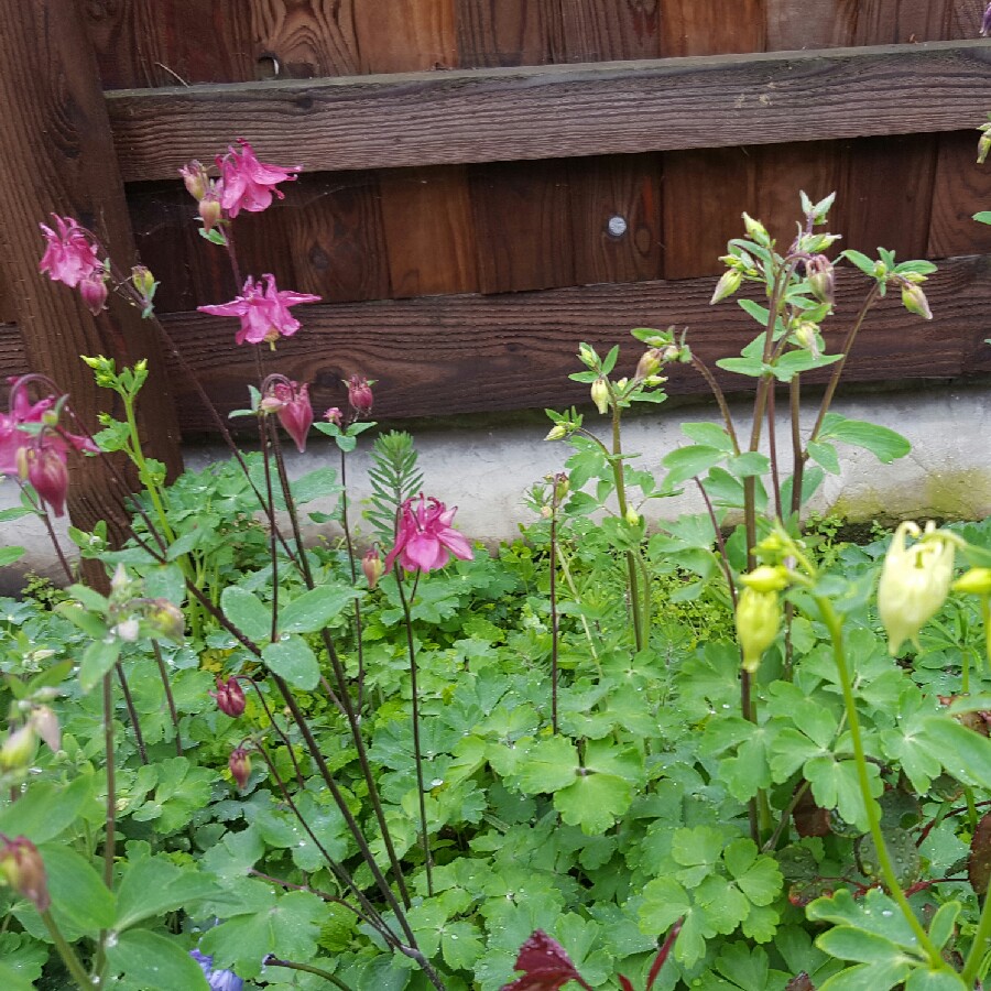 Plant image Aquilegia 'Ballerina'