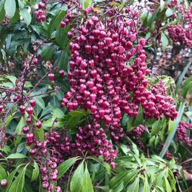 Pieris 'Passion'