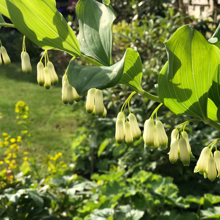 Plant image Polygonatum biflorum