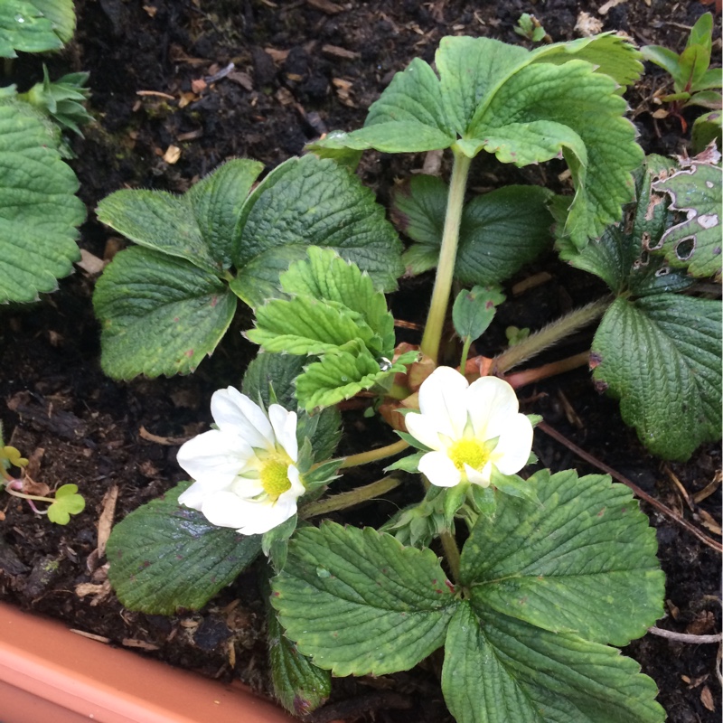 Woodland Strawberry 'Alba'