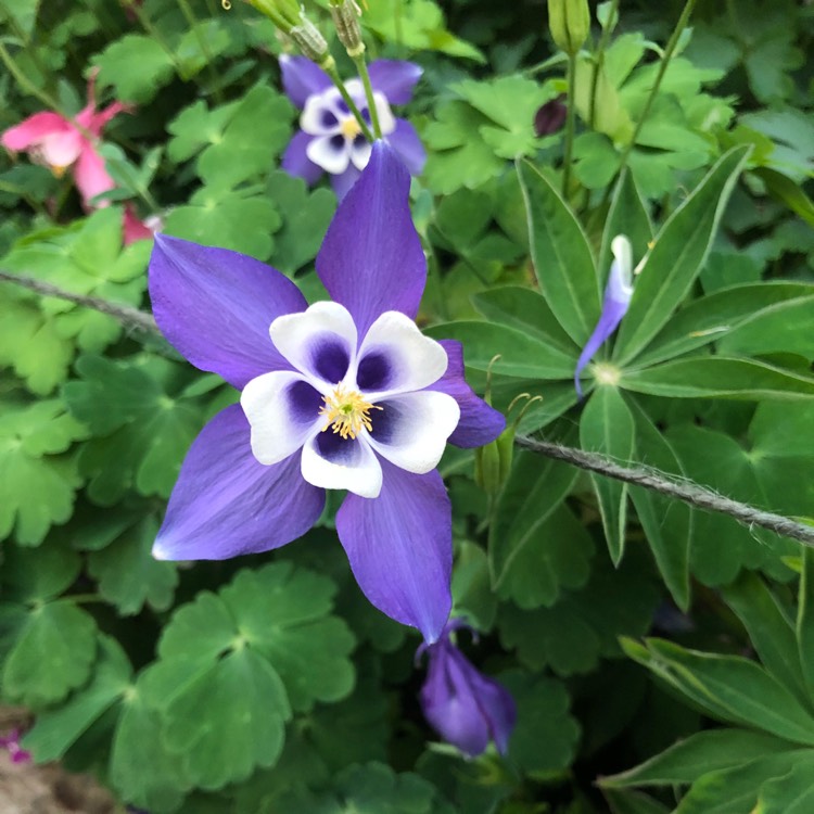 Plant image Aquilegia vulgaris 'Winky Blue And White'