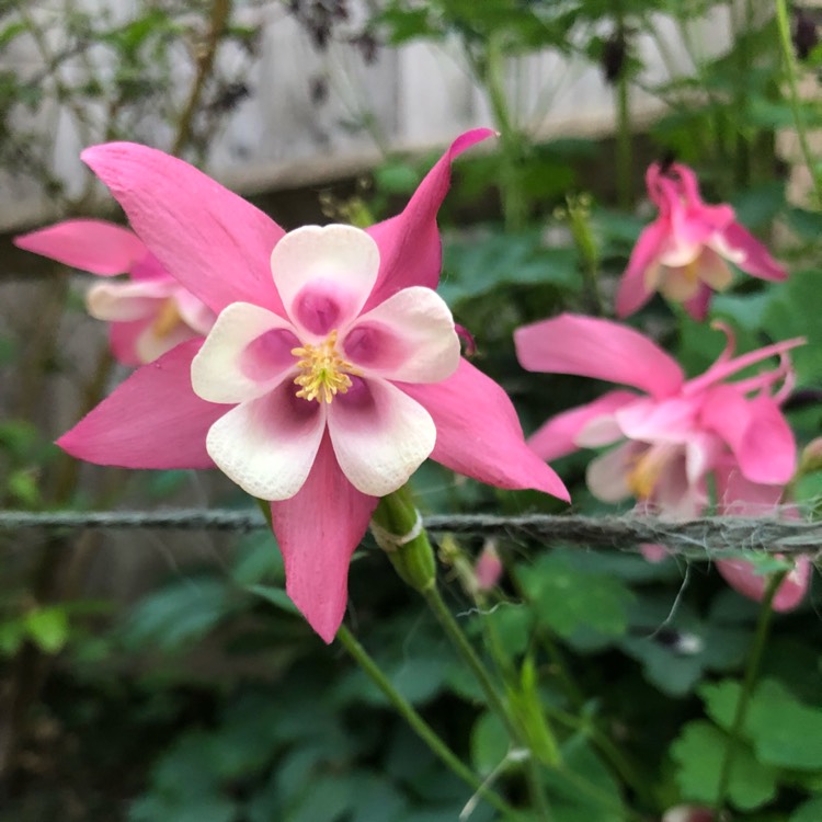 Plant image Aquilegia  'Origami Pink and White'