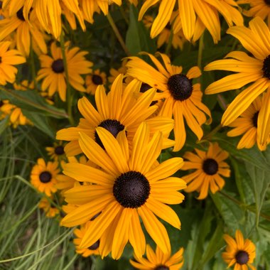 Rudbeckia fulgida var. sullivantii 'Goldsturm'